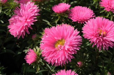 Close-up garden aster blooms in the flowerbed of the botanical garden on a bright sunny day