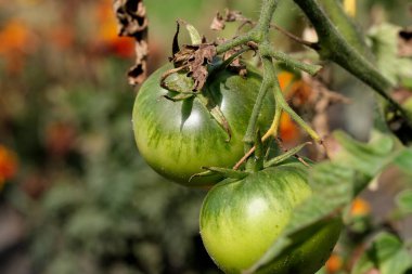 Green tomatoes hanging on a bush in a garden bed close-up