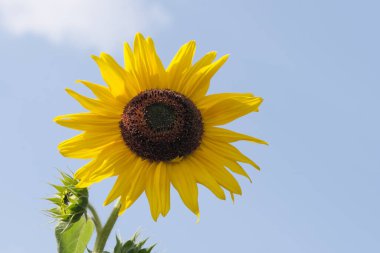 Blooming sunflower on a bright summer day against the blue sky close-up