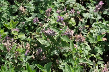 Çeşitli yetiştirilmiş adaçayı. Güneşli bir yaz gününde tıbbi aromalı bitki tomurcuklanır.