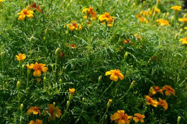 Parlak güneşli bir günde yaz çiçekleri bahçe closeup