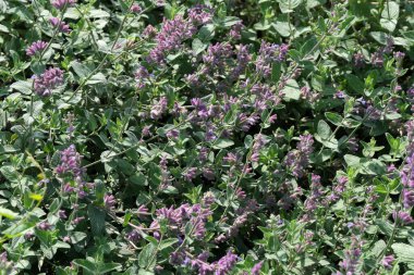 Çeşitli yetiştirilmiş adaçayı. Güneşli bir yaz gününde tıbbi aromalı bitki tomurcuklanır.