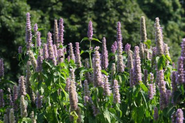 Çeşitli yetiştirilmiş adaçayı. Güneşli bir yaz gününde tıbbi aromalı bitki tomurcuklanır.