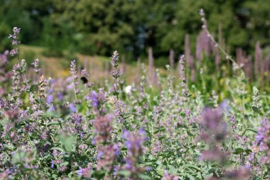 Çeşitli yetiştirilmiş adaçayı. Güneşli bir yaz gününde tıbbi aromalı bitki tomurcuklanır.