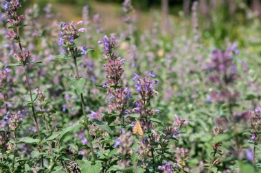 Çeşitli yetiştirilmiş adaçayı. Güneşli bir yaz gününde tıbbi aromalı bitki tomurcuklanır.