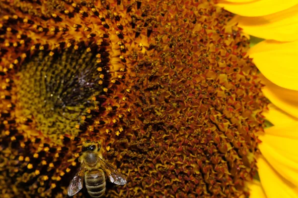 Honey Bee Collect Nectar Pollen Blooming Sunflower Sunny Summer Day — 图库照片