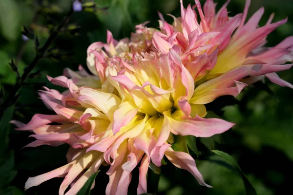 Blooming Gergina Flower Flowerbed Botanical Garden Bright Sunny Day — Fotografia de Stock