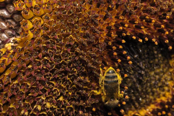 Honey Bee Collect Nectar Pollen Blooming Sunflower Sunny Summer Day — Fotografia de Stock