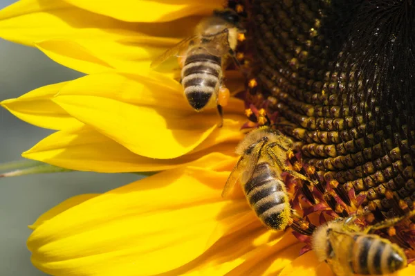 Honey Bees Collect Nectar Pollen Blooming Sunflower Sunny Summer Day — Stockfoto