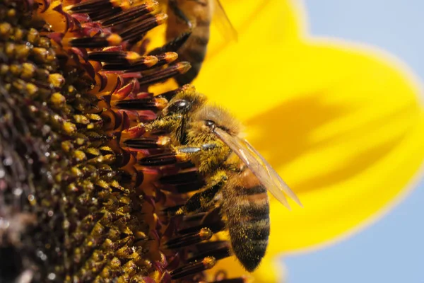 Honey Bees Collect Nectar Pollen Blooming Sunflower Sunny Summer Day — Stockfoto