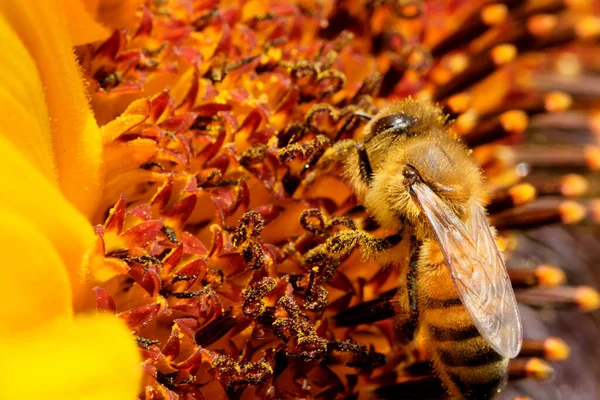 Honey Bee Collect Nectar Pollen Blooming Sunflower Sunny Summer Day — Stockfoto