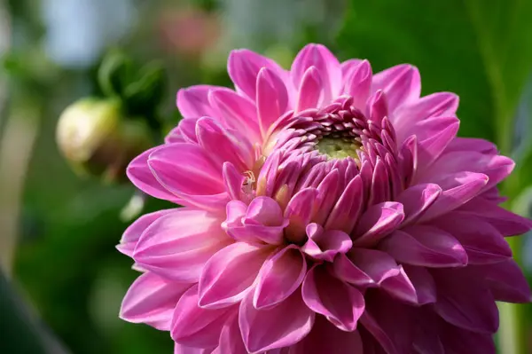 Blooming Gergina Flower Flowerbed Botanical Garden Bright Sunny Day — Stock Fotó
