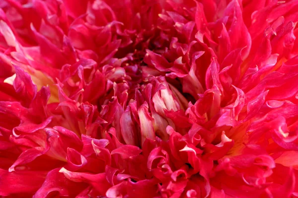 Red Bright Garden Flower Dahlia Full Screen Plant Art Background — 스톡 사진