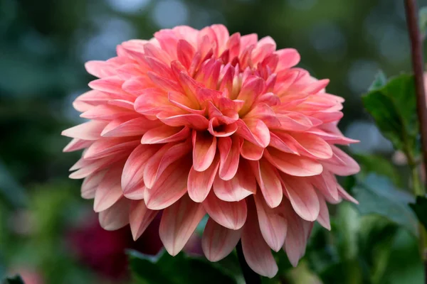 Blooming Red Gergina Flower Flowerbed Botanical Garden Bright Sunny Day — Stock Fotó