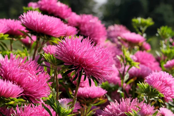 Close Garden Aster Blooms Flowerbed Botanical Garden Bright Sunny Day — Fotografia de Stock