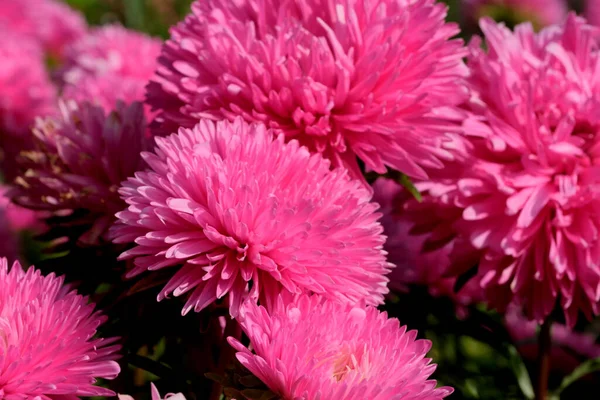 Close Garden Aster Blooms Flowerbed Botanical Garden Bright Sunny Day — 图库照片