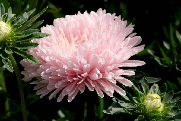 Close Garden Aster Blooms Flowerbed Botanical Garden Bright Sunny Day — Fotografia de Stock