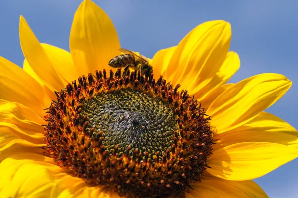 Blooming Sunflower Bright Summer Day Blue Sky Close — 图库照片