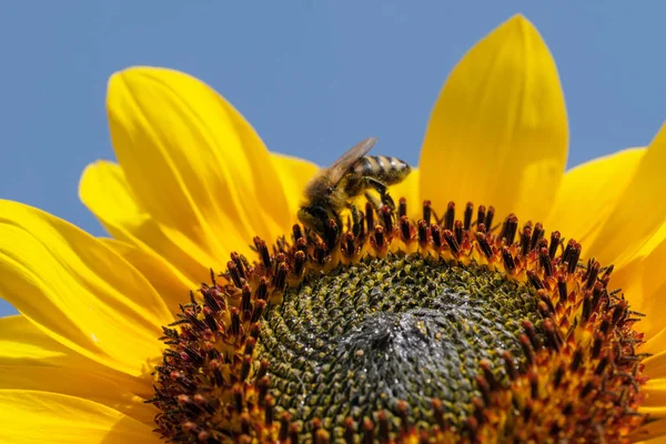 Honey Bee Collect Nectar Pollen Blooming Sunflower Sunny Summer Day — Stockfoto