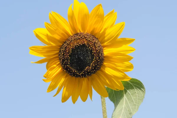 Blooming Sunflower Bright Summer Day Blue Sky Close — 图库照片