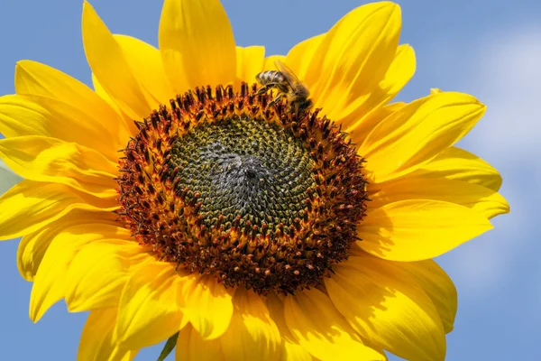 Blooming Sunflower Bright Summer Day Blue Sky Close — Stock Photo, Image