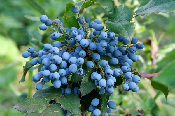 Magonia Holly Blue Bunches Berries Close Summer Sunny Day — Stockfoto