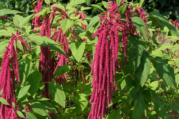 Jardín Flores Verano Día Soleado Brillante Primer Plano —  Fotos de Stock