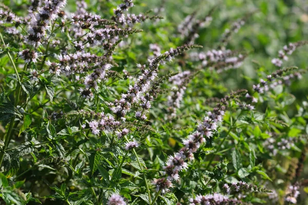 品种栽培的鼠尾草 在阳光明媚的夏日绽放的药用芳草 — 图库照片