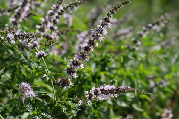 Salvia Cultivada Varietal Hierba Aromática Medicinal Florece Día Soleado Verano —  Fotos de Stock