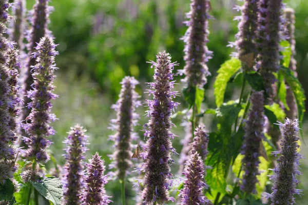 Sálvia Cultivada Variedade Ervas Aromáticas Medicinais Floresce Dia Ensolarado Verão — Fotografia de Stock