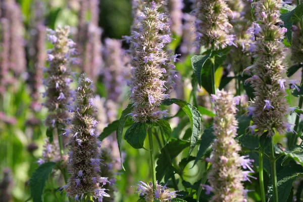 Sálvia Cultivada Variedade Ervas Aromáticas Medicinais Floresce Dia Ensolarado Verão — Fotografia de Stock