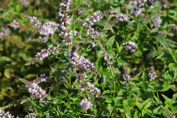 Fragrant Herb Mint Blooms Summer Day Garden — Fotografia de Stock