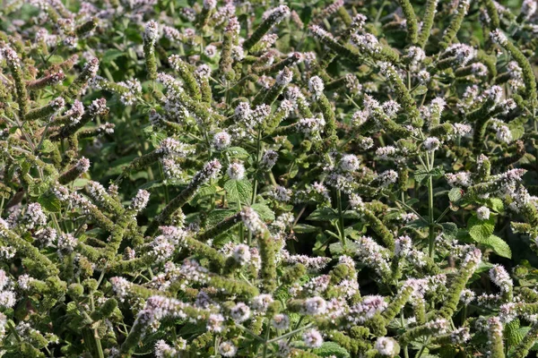 Fragrant Herb Mint Blooms Summer Day Garden — Stok fotoğraf