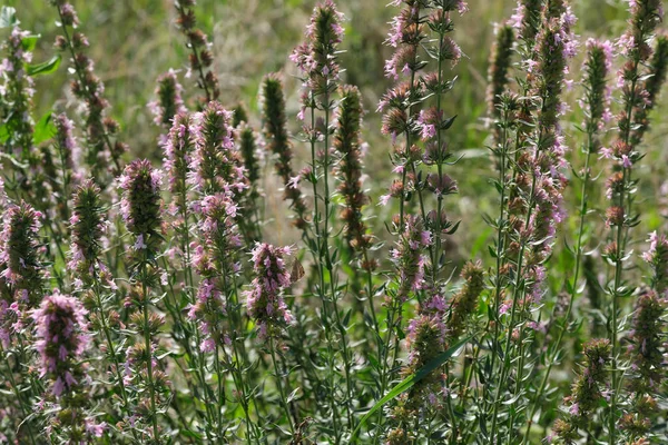 Sommarblommor Trädgård Ljus Solig Dag Närbild — Stockfoto