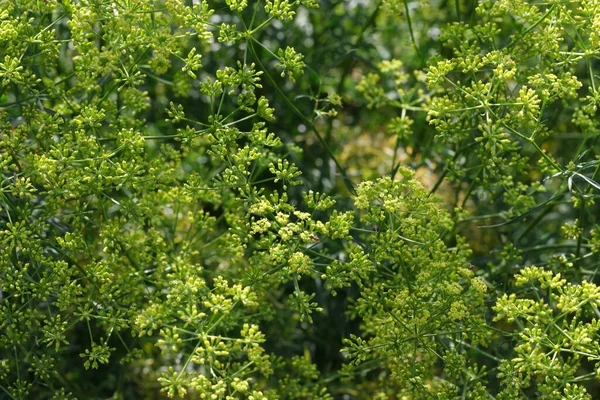 Πράσινο Φόντο Φυτό Close Φύλλα Φυτό Μακροφωτογραφία — Φωτογραφία Αρχείου