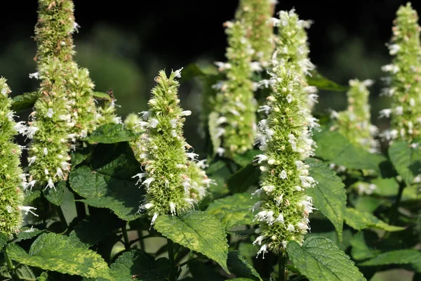 Sauge Cultivée Variétale Une Herbe Aromatique Médicinale Fleurit Lors Une — Photo