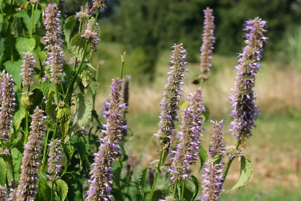 Sálvia Cultivada Variedade Ervas Aromáticas Medicinais Floresce Dia Ensolarado Verão — Fotografia de Stock