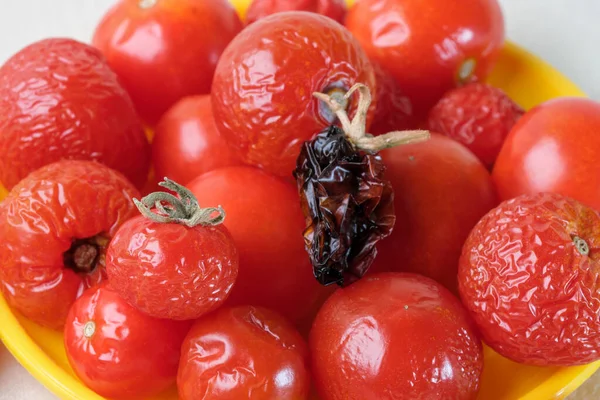 Sun Dried Dried Small Ripe Cherry Tomatoes Light Cloth Background — Fotografia de Stock
