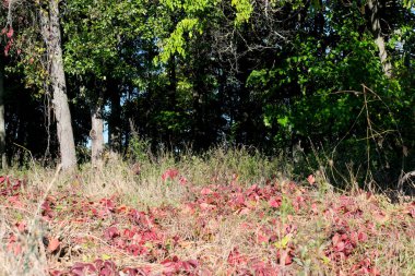 Kırmızı yapraklı yabani üzümler, sonbaharda makro fotoğrafçılığa yakın yaşam.