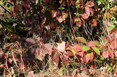 Kırmızı yapraklı yabani üzümler, sonbaharda makro fotoğrafçılığa yakın yaşam.