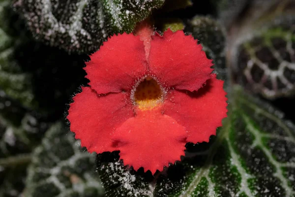 Small blooming red flower house plant Episcia close-up macro photography