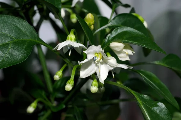 Piccante Pepe Amaro Indoor Fiorisce Una Pentola Sul Davanzale Macro — Foto Stock