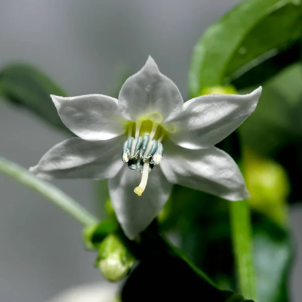 Pittige Bittere Binnenpeper Bloeit Een Pot Vensterbank Macro Fotografie — Stockfoto