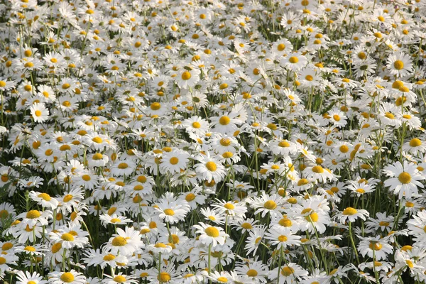 White daisies. — Stock Photo, Image