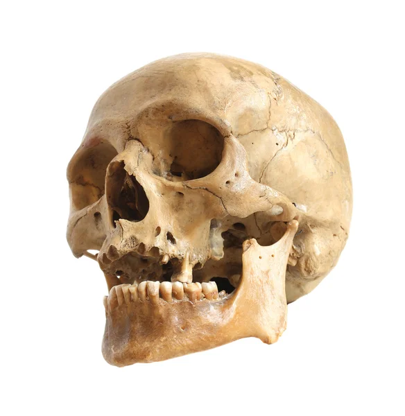 Ludzkiej czaszki. Obraz Stockowy