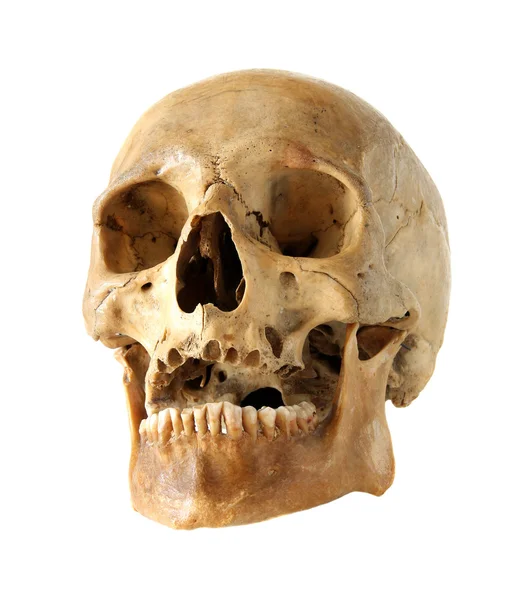 Human skull. Royalty Free Stock Images