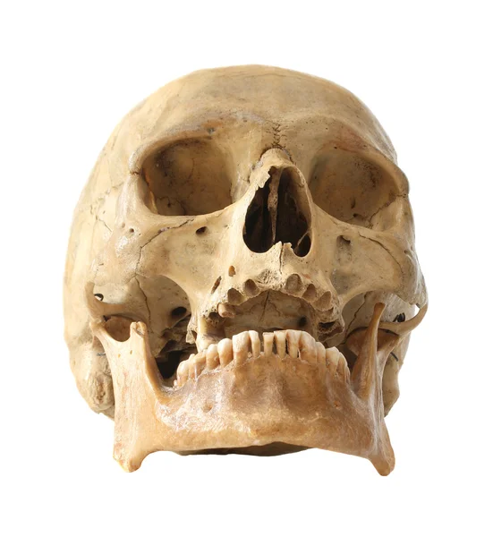 Human skull. Stock Image