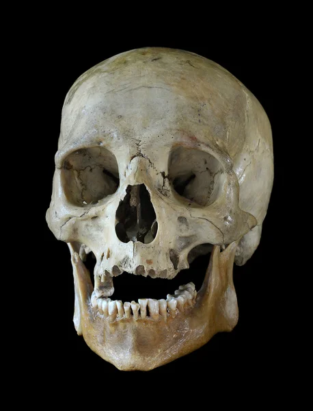 Skull. — Stock Photo, Image