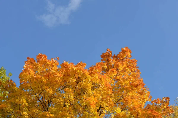 Autumn Background Yellow Maple Leaves Maple Blue Sky — Stock Photo, Image