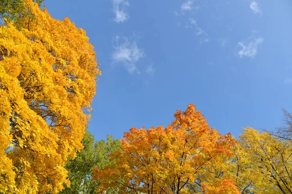 Autumn Background Yellow Maple Leaves Maple Blue Sky — Stock Photo, Image